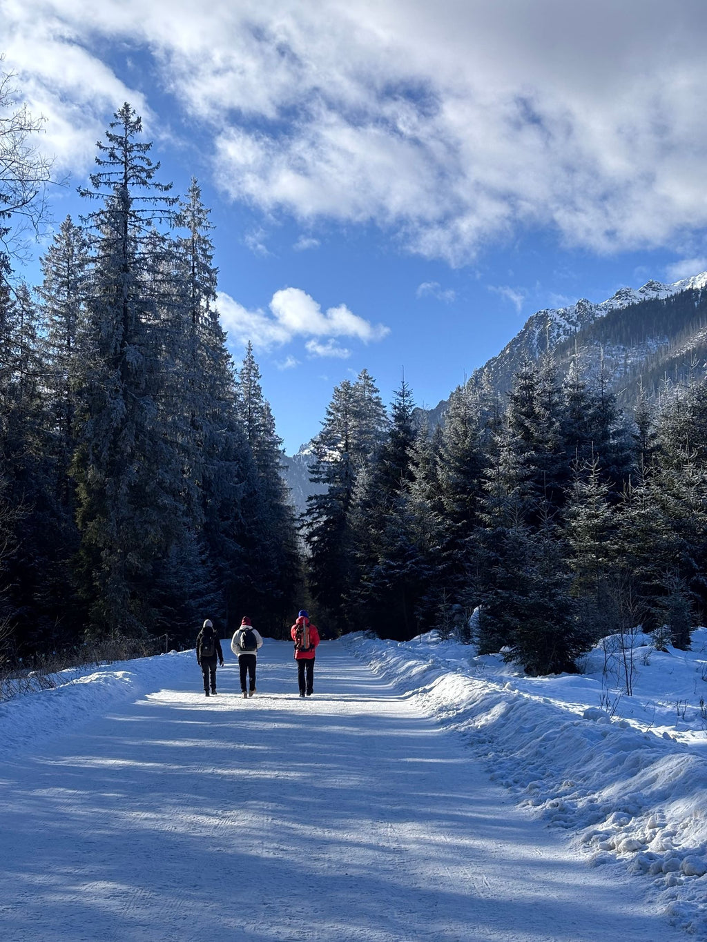 Hikers walking a snow-covered forest trail between tall evergreen trees